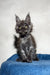 Adorable Gray Maine Coon kitten named Mercury ready for a loving home