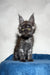 Adorable Gray Maine Coon kitten named Mercury ready to charm your heart