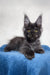 Gray Maine Coon kitten looking adorable in the Mercury Maine Coon Kitten product