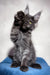 Gray Maine Coon kitten waving, perfect for the Mercury | Maine Coon Kitten product