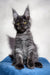 Adorable Gray Maine Coon kitten named Mercury, perfect for your new furry friend