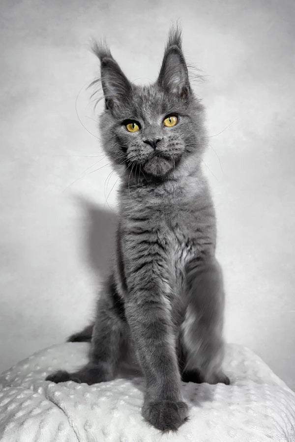 Merlin | maine coon kitten