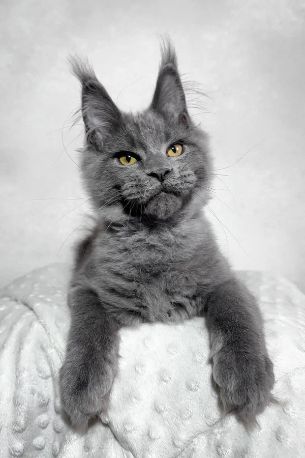 Merlin | maine coon kitten