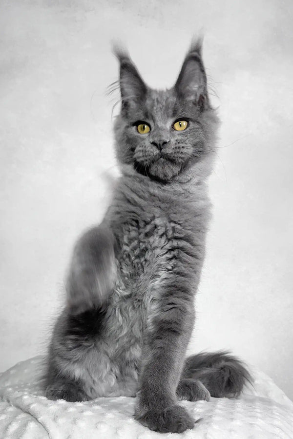 Merlin | maine coon kitten