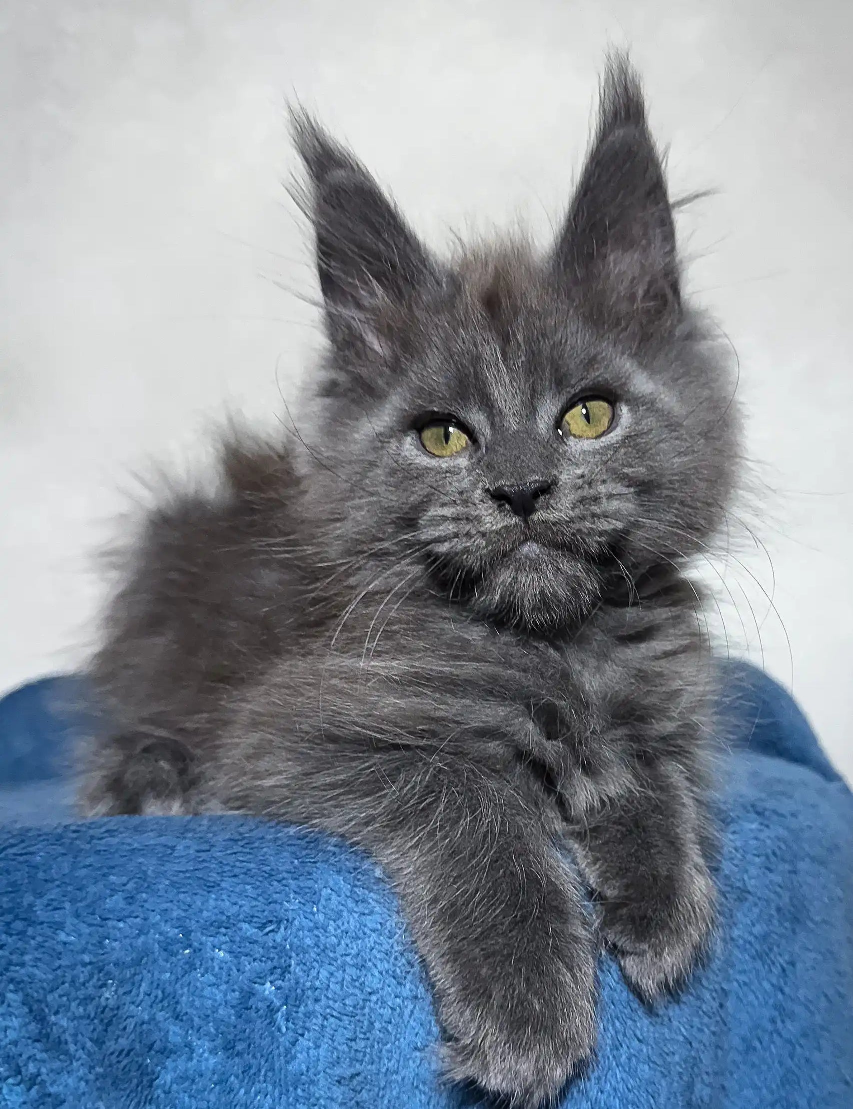 Gray Maine Coon kitten named Merlin, perfect addition to your furry family