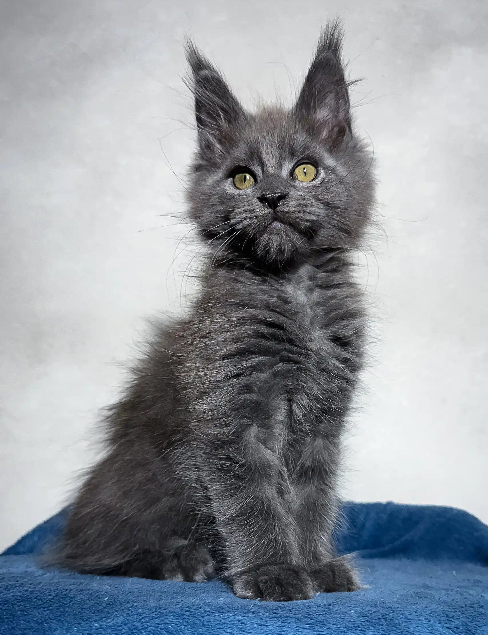 Gray Maine Coon kitten named Merlin, a cute and playful little furball