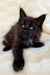 Fluffy black Maine Coon kitten with stunning blue eyes, perfect for your family