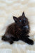 Fluffy black Maine Coon kitten with bright blue eyes on a soft surface