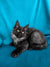 Fluffy black Maine Coon kitten with bright eyes on a blue background