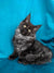 Fluffy gray Maine Coon kitten with bright yellow eyes on a blue backdrop