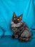 Fluffy gray Maine Coon kitten with bright eyes in the Merlin product lineup