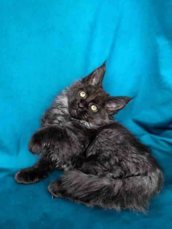 Gray fluffy Maine Coon kitten with big ears and bright eyes, perfect for cuddles