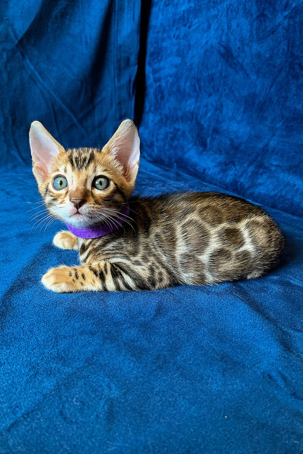 Bengal kitten with spotted coat, green eyes, and purple collar named Merry