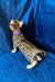 Bengal kitten with a spotted coat and purple collar, perfect for pet lovers