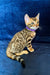 Cute Bengal kitten in a purple collar from Merry collection