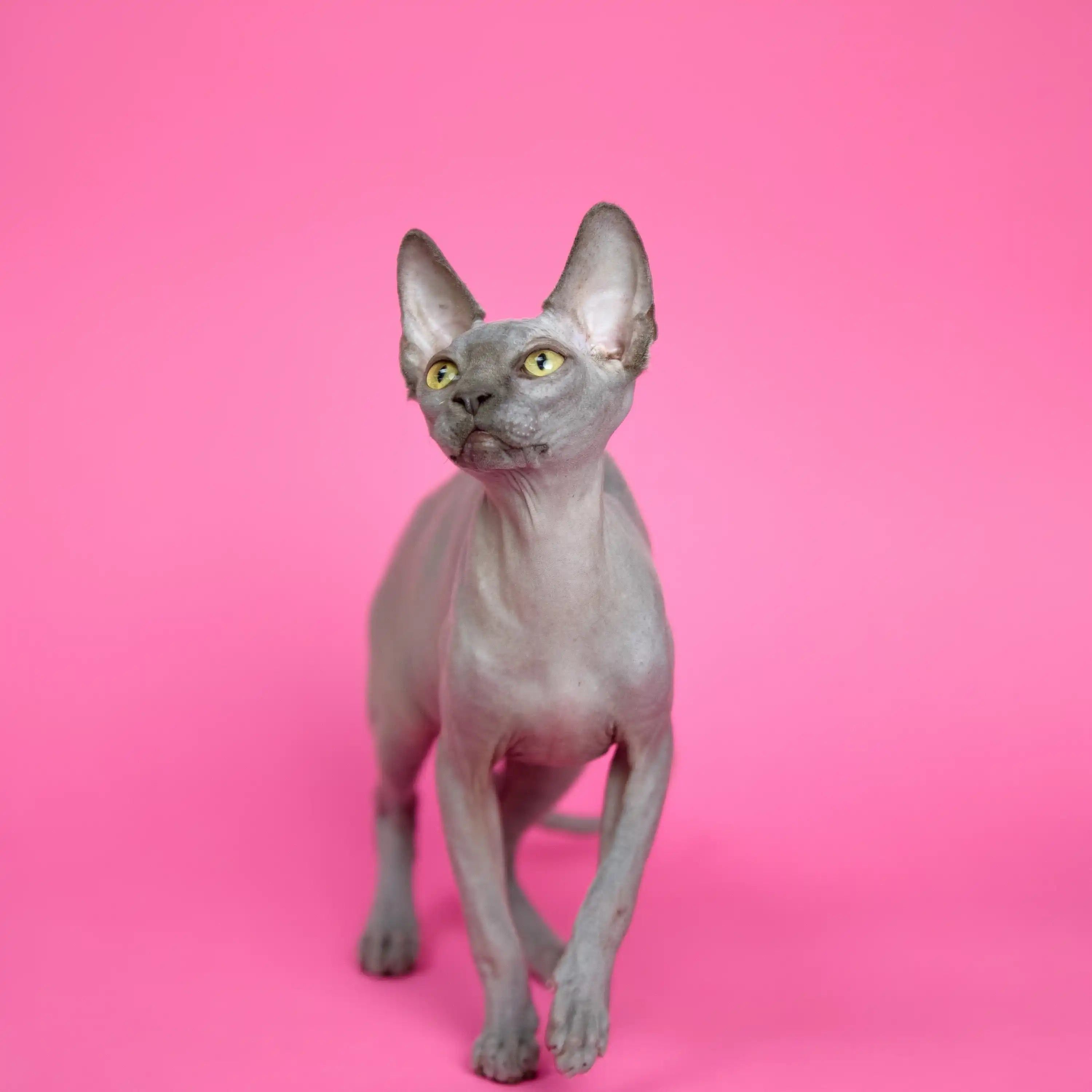 AVADA - Best Sellers Merry | Sphynx Kitten | Adopted