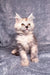 Fluffy cream-colored Maine Coon kitten with pointed ears and bright eyes, Mersy