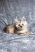 Fluffy cream-colored Maine Coon kitten Mersy with bright eyes lounging cutely