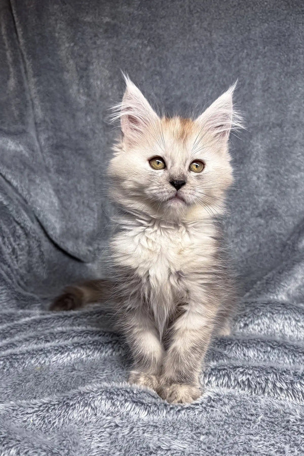 Fluffy cream Maine Coon kitten with pointed ears and bright eyes from Mersy