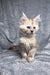 Fluffy cream Maine Coon kitten with pointed ears and alert eyes, perfect for cuddles