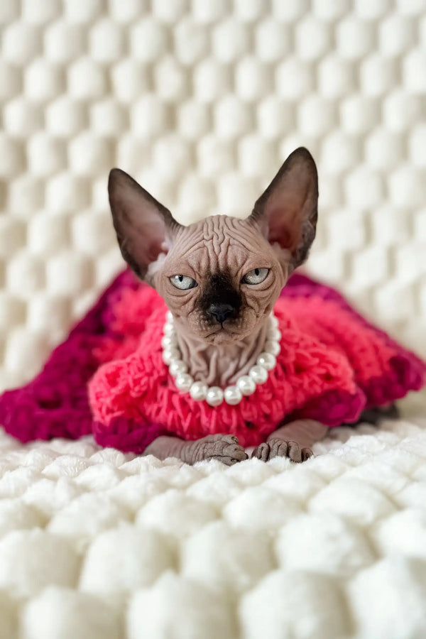 Cute Hairless Cat in Pink Dress and Pearls for Mery the Canadian Sphynx Kitten