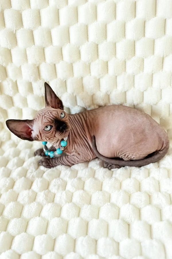 Hairless Canadian Sphynx kitten named Mery wearing a turquoise necklace