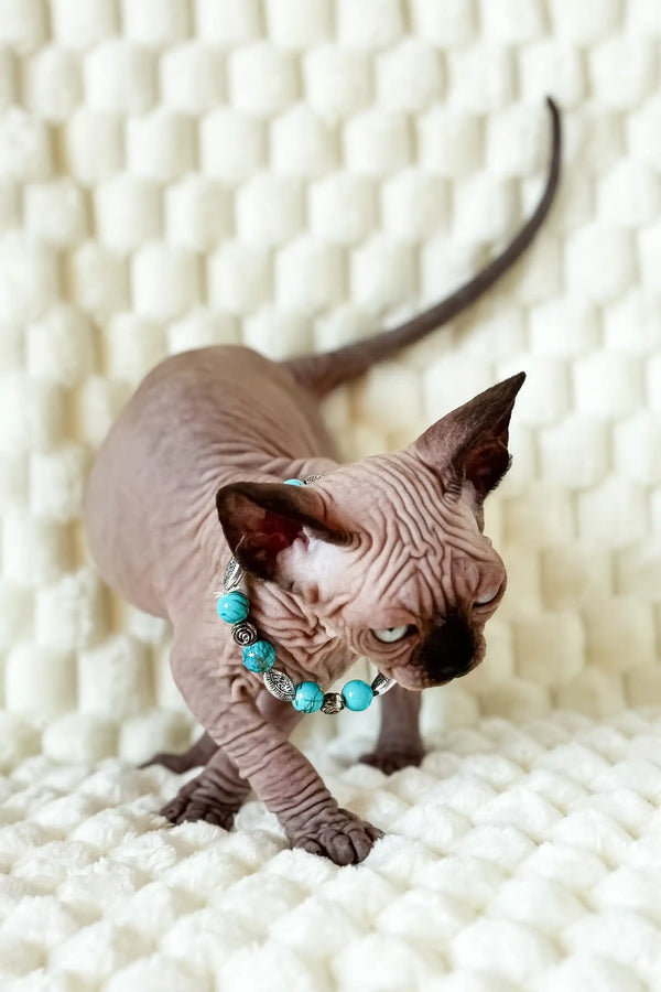 Mery the Hairless Canadian Sphynx Kitten rocking a cute turquoise necklace