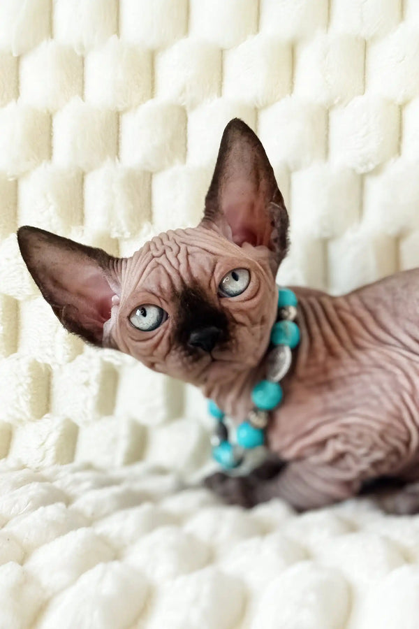 Hairless Canadian Sphynx kitten Mery wearing a cute turquoise necklace