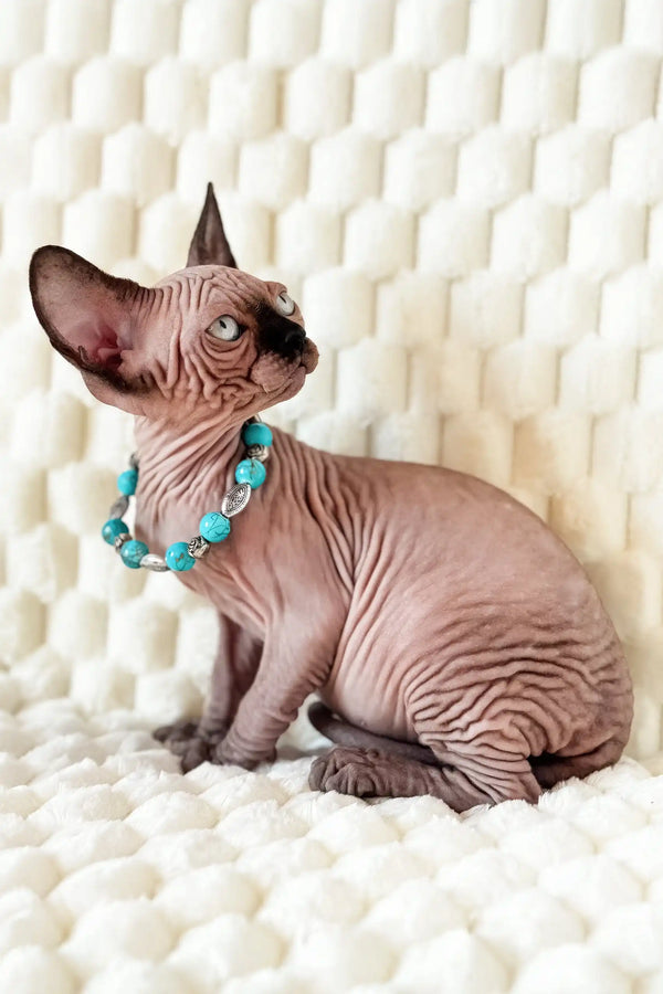 Cute Hairless Cat sporting a turquoise necklace, Mery the Canadian Sphynx Kitten