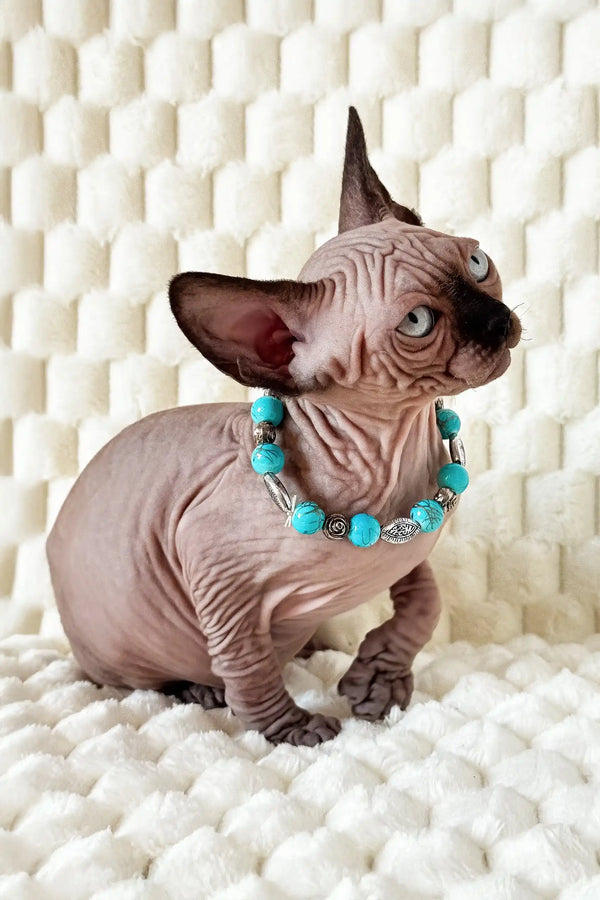 Hairless Mery the Canadian Sphynx Kitten sporting a cute turquoise necklace