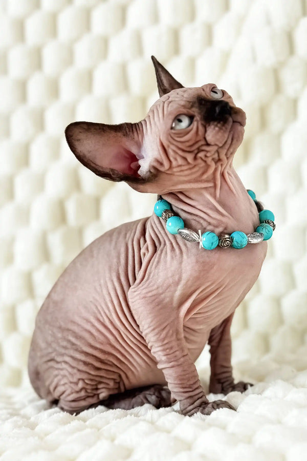 Hairless Canadian Sphynx kitten named Mery wearing a cute turquoise necklace