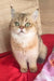 Golden British Shorthair kitten in Messi | Scottish Straight Kitten product image