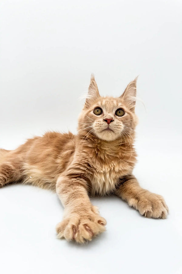 Cream-colored Maine Coon kitten with fluffy fur and ear tufts in Met product