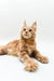 Light-colored Maine Coon kitten with ear tufts lounging for Met Maine Coon Kitten