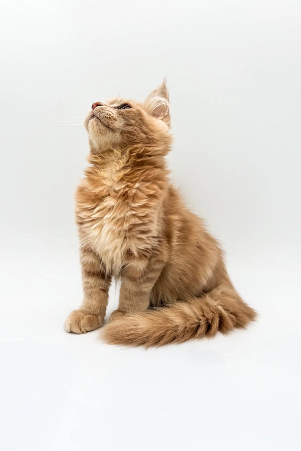 Fluffy ginger Maine Coon kitten sitting upright with head tilted back