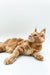 Fluffy orange tabby cat lounging, perfect for your Maine Coon Kitten collection