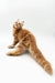 Fluffy orange Maine Coon kitten with a long, bushy tail looking adorable