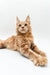 Cream-colored Maine Coon kitten lounging with outstretched paws in Met product