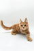 Cute Orange Tabby Maine Coon Kitten with Long Fur and Pointed Ears