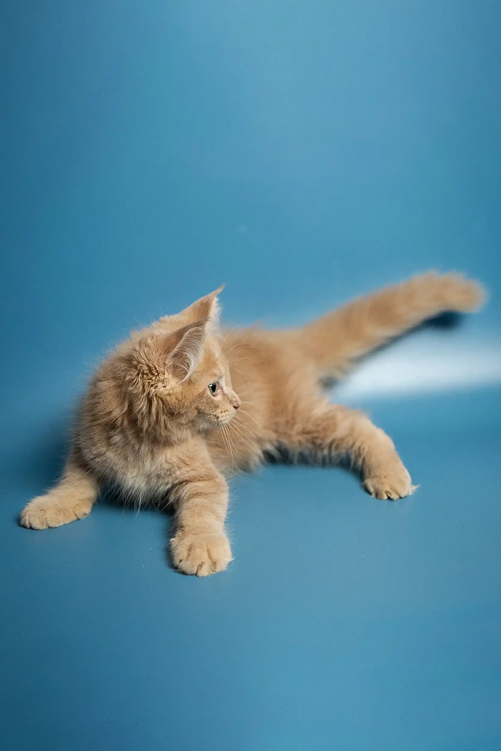 Maine Coon Kittens for Sale Met | Kitten