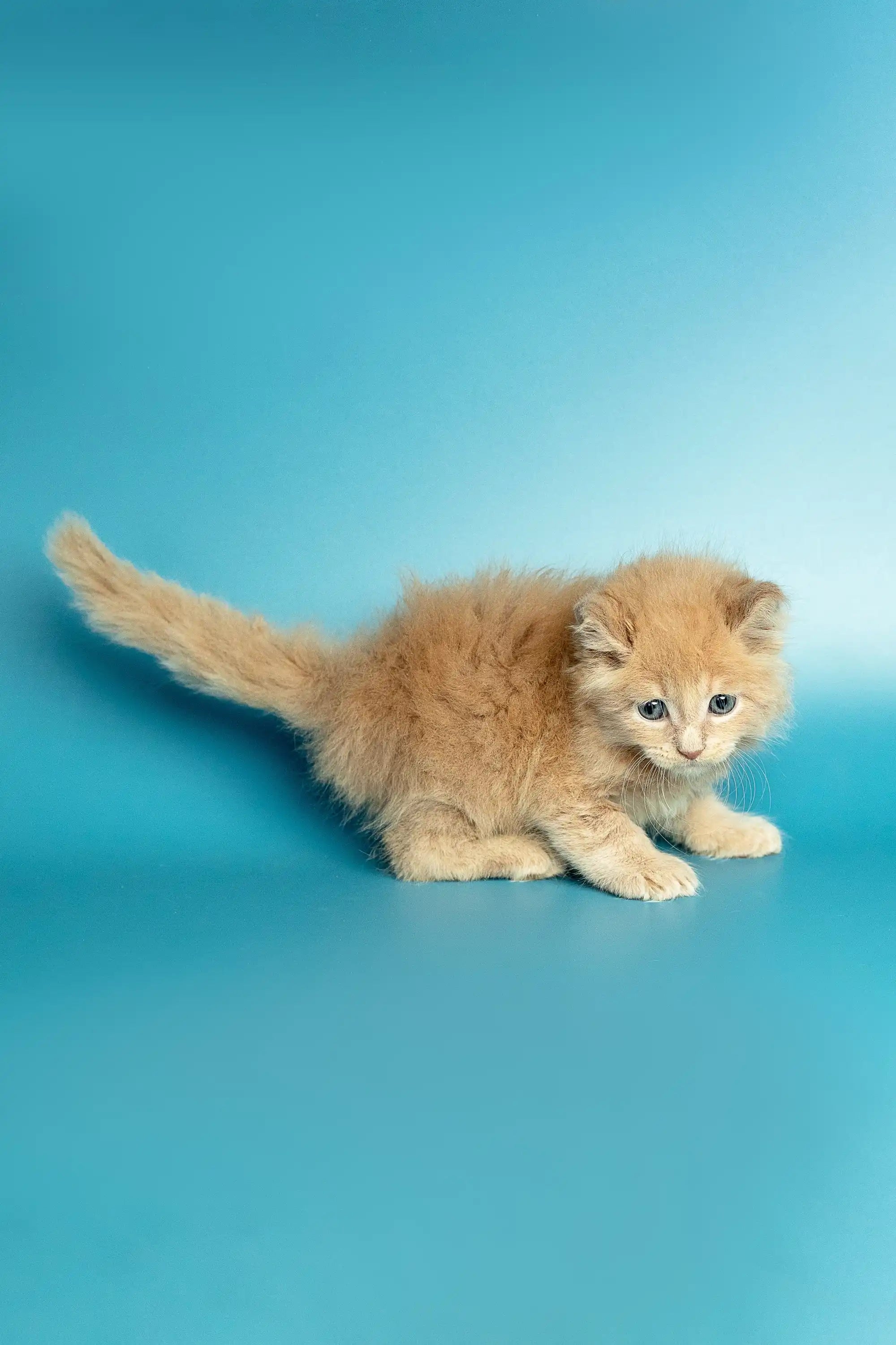 Maine Coon Kittens for Sale Met | Kitten