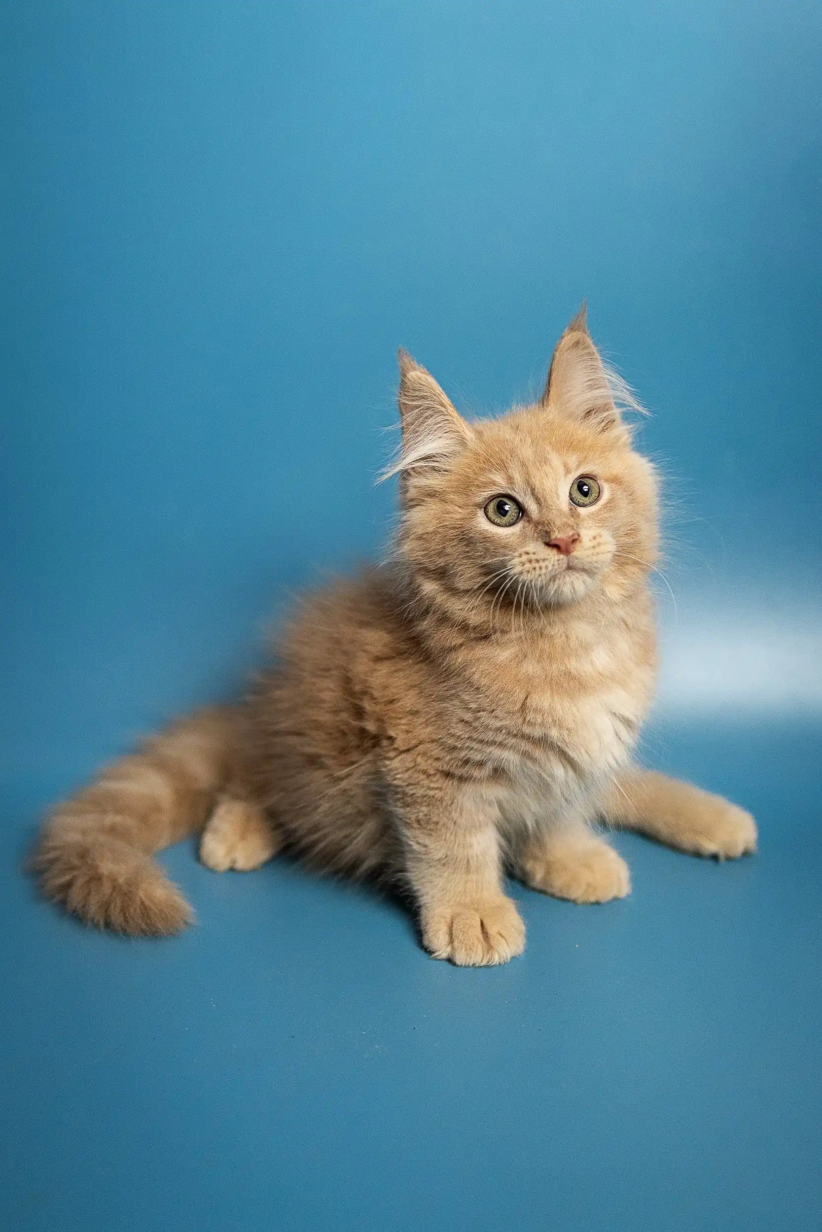 Maine Coon Kittens For Sale Met Maine Coon Kitten Purebred Kitties 0219