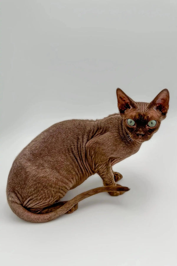 Hairless brown Devon Rex kitten with big ears and green eyes on a smooth surface