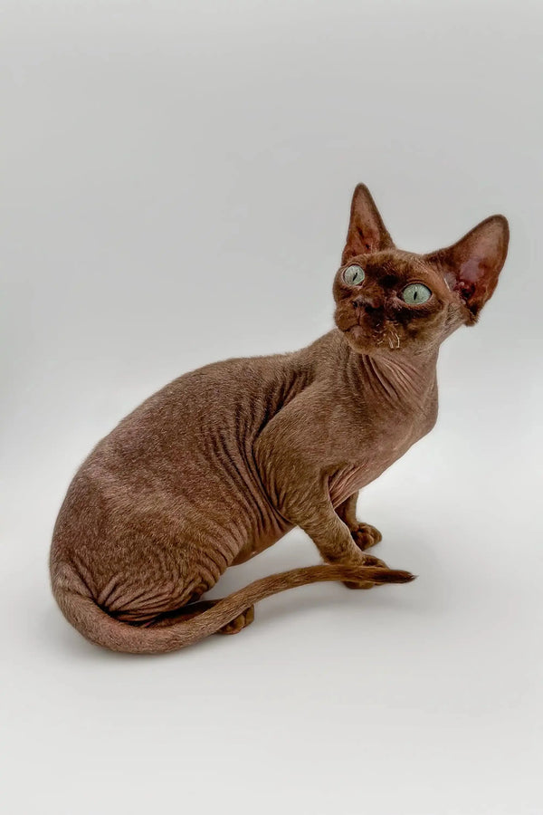 Hairless Sphynx cat with wrinkled skin and big ears, perfect for a Devon Rex kitten lover