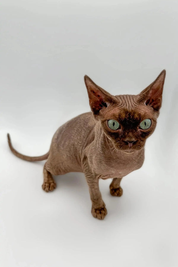 Hairless Sphynx cat with green eyes beside a playful Devon Rex kitten