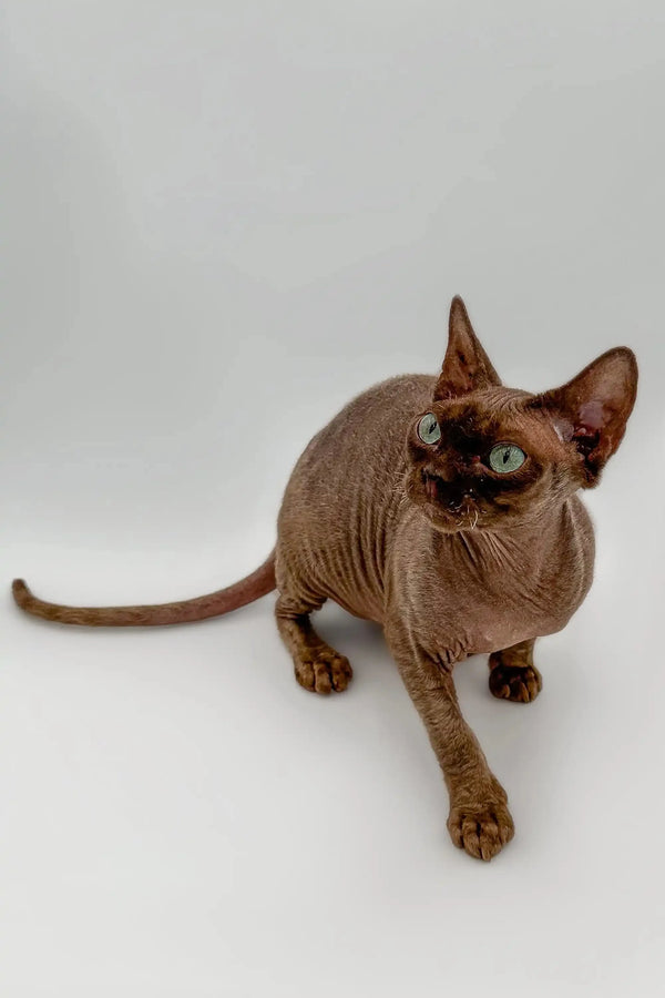 Hairless Sphynx cat with brown skin and large ears for your Devon Rex kitten collection