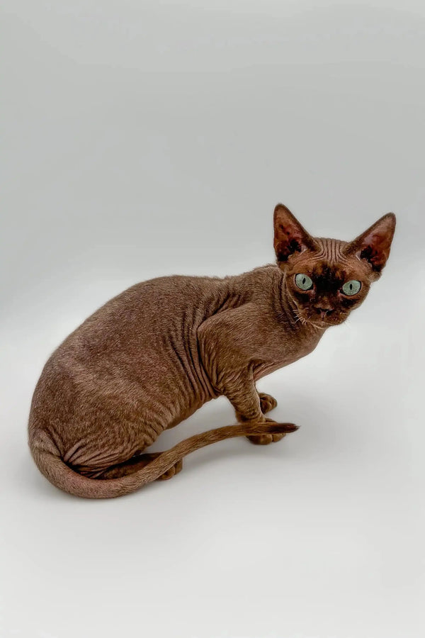 Hairless brown Devon Rex kitten with large ears and bright eyes sitting confidently