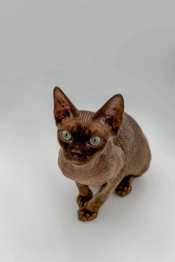 Hairless Devon Rex Kitten with big green eyes and wrinkled skin in Meteos product