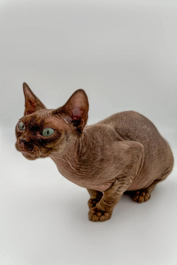 Cute Hairless Sphynx cat with large ears, perfect companion for your Devon Rex kitten
