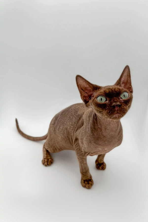 Hairless Sphynx cat with green eyes, perfect companion for a Devon Rex kitten lover